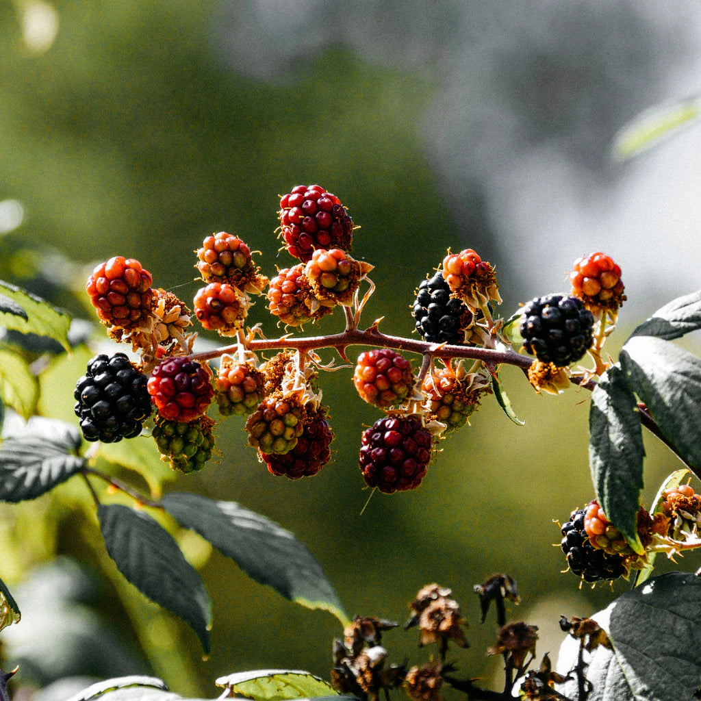 Hawthorn & Berries, Scented Tin Candle