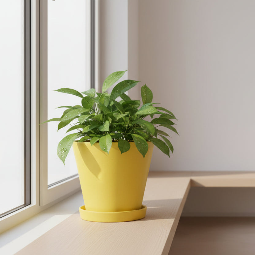 Moroccan Tadelakt Plant Pot with Saucer – Handcrafted Artisan Planter