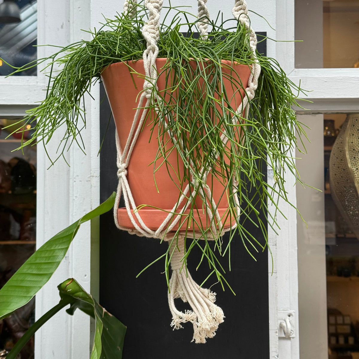 Handgefertigter Makramee-Pflanzenhänger | Minimalistischer Boho-Blumentopfhalter - Beige (80cm)