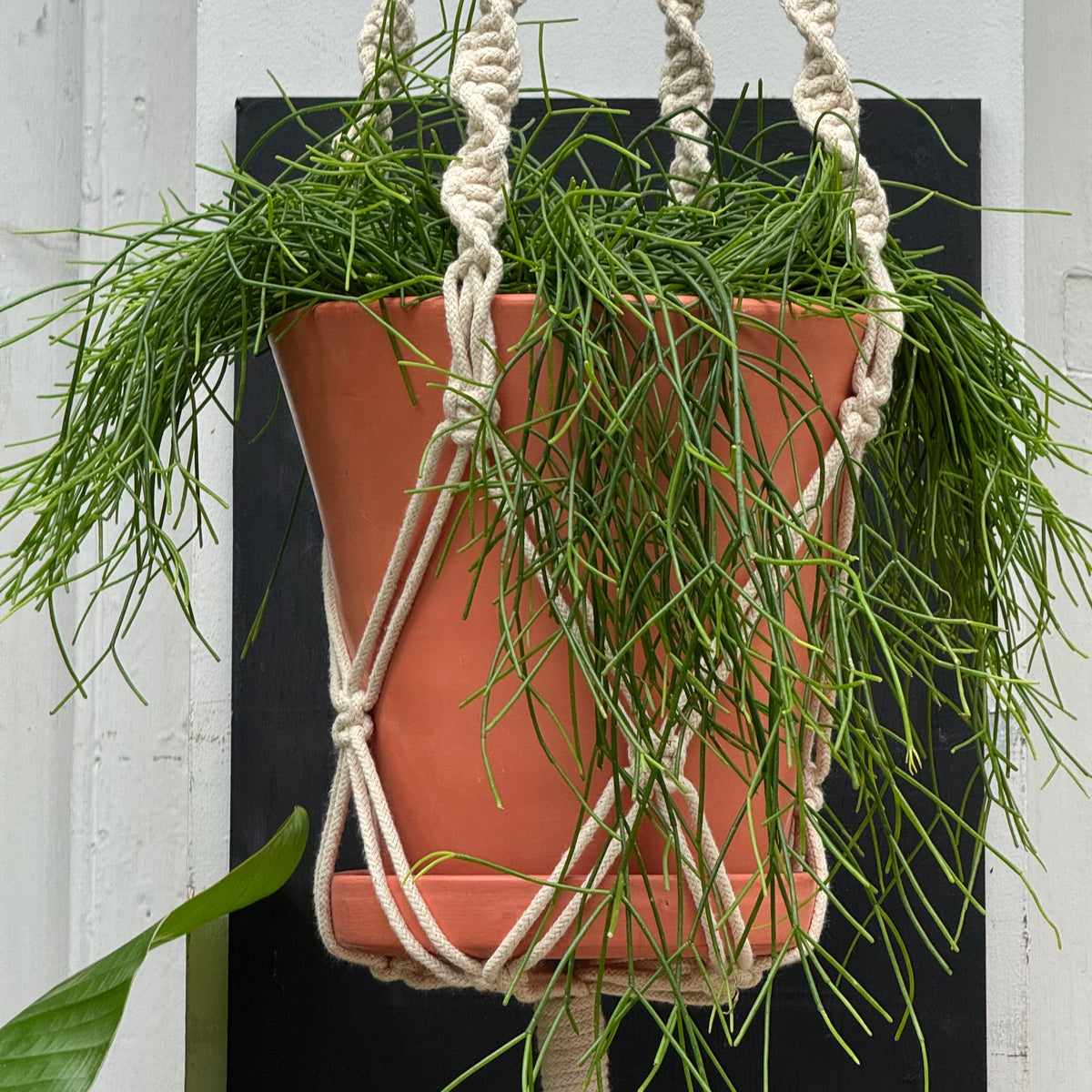 Handgefertigter Makramee-Pflanzenhänger | Minimalistischer Boho-Blumentopfhalter - Beige (80cm)