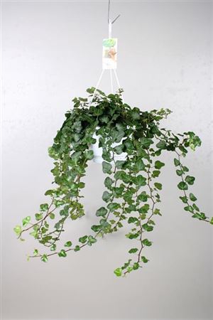 English Ivy