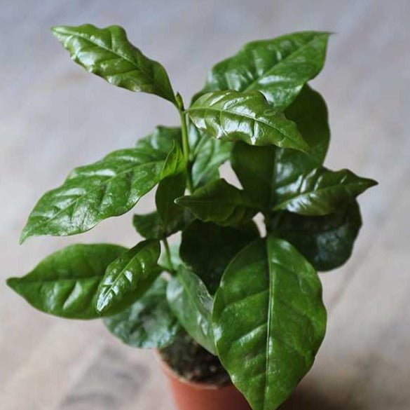 coffee plant - Artisan Stories