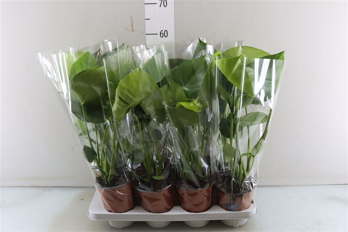 Monstera Deliciosa - Artisan Stories