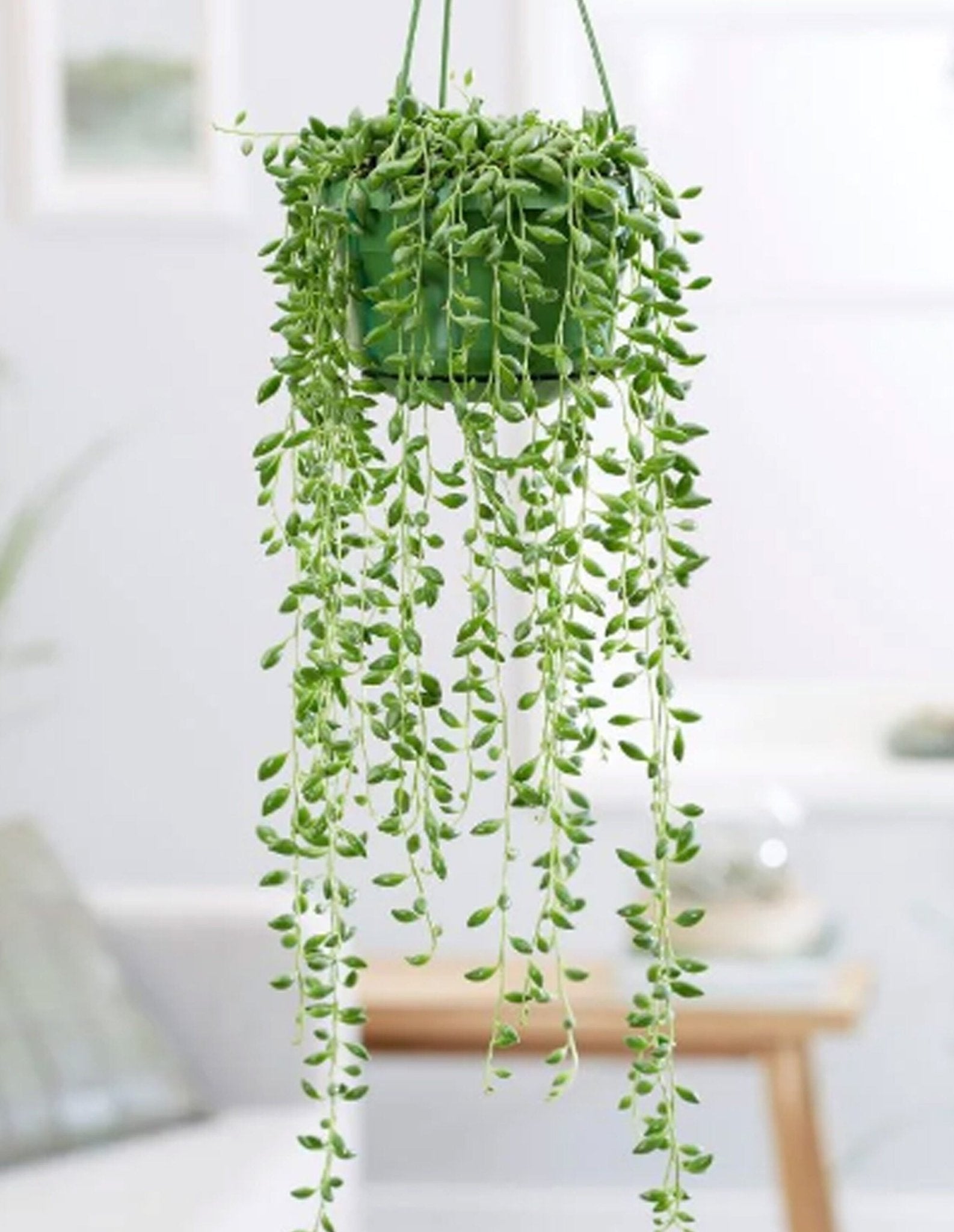 string of teardrop Senecio Herreianus - Artisan Stories