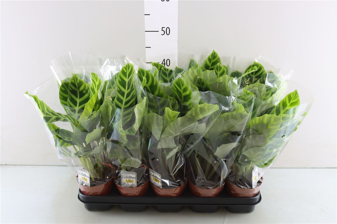 Calathea Zebrina - Artisan Stories