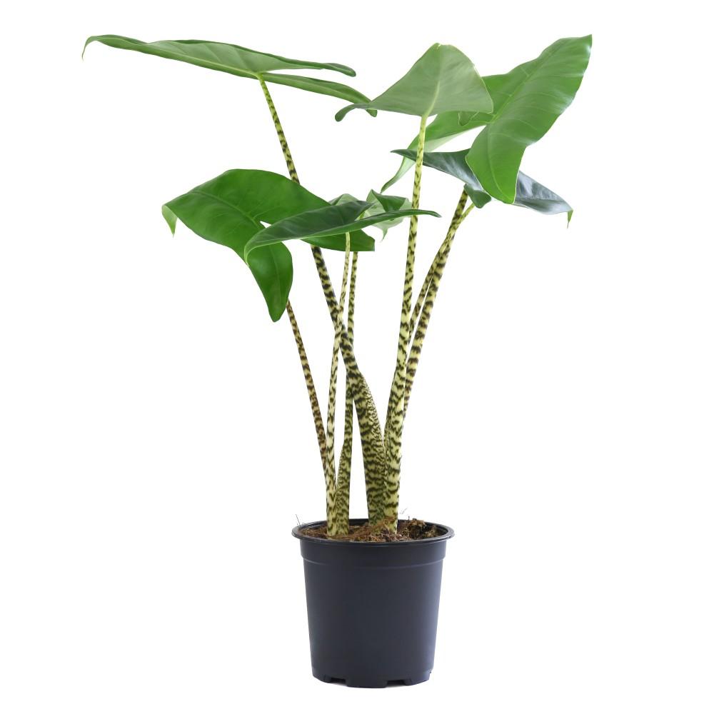 Alocasia Zebrina - Artisan Stories