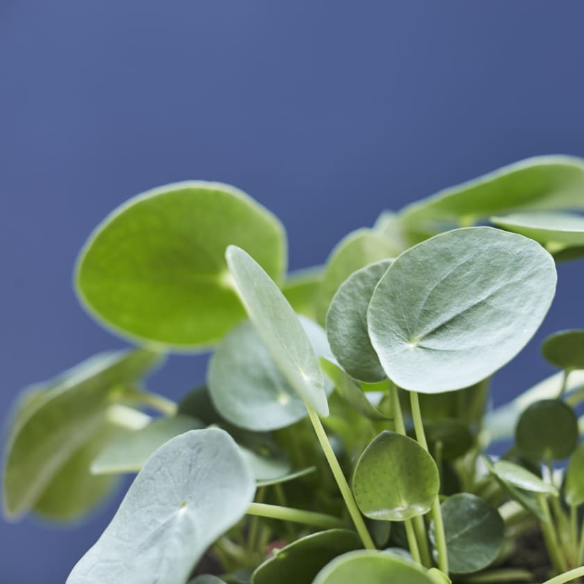 Pilea peperomioides (Chinese Money plant) - Artisan Stories