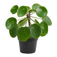 Pilea peperomioides (Chinese Money plant) - Artisan Stories