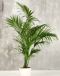Howea Forsteriana ( Kentia Palm ) - Artisan Stories