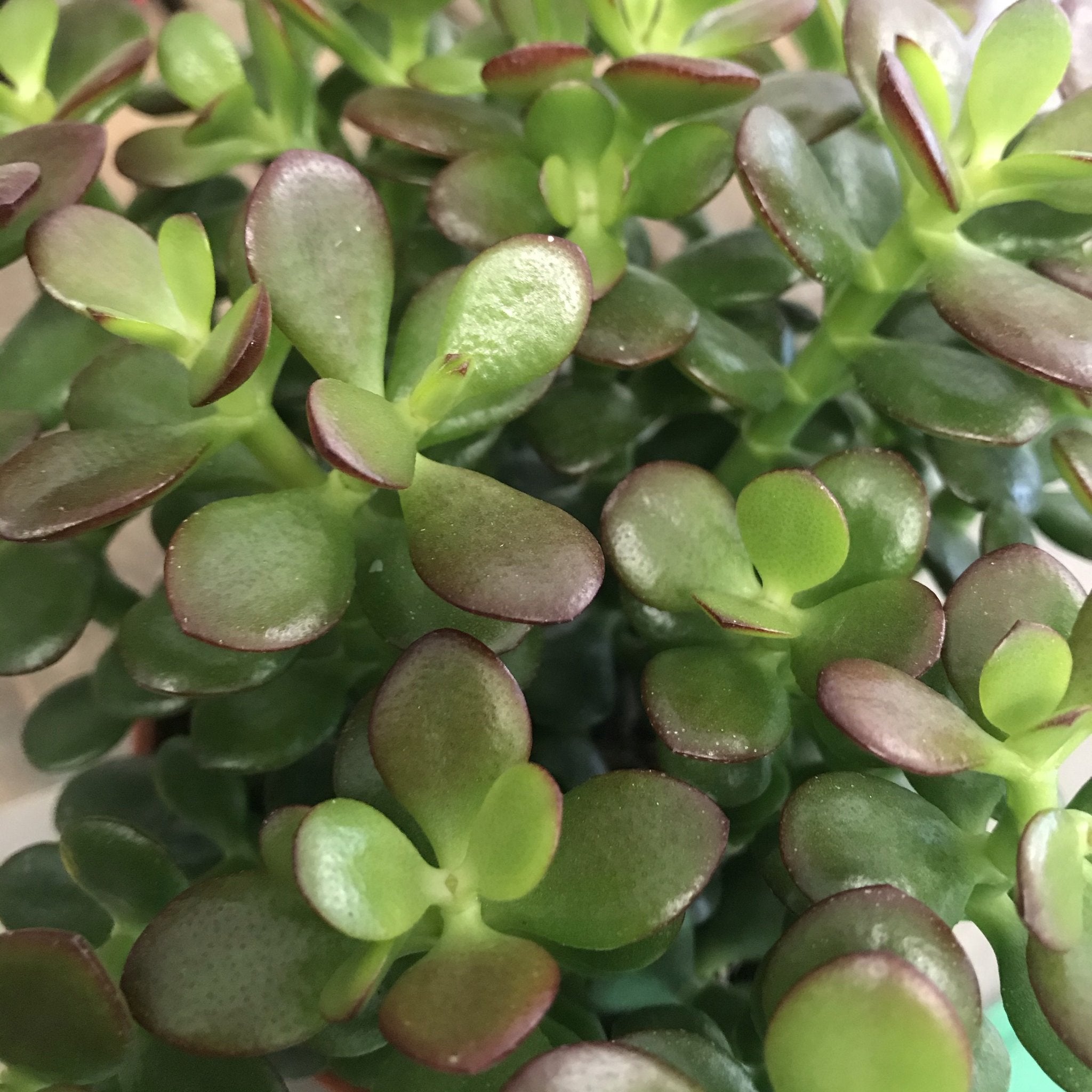 Crassula Succulent - Artisan Stories
