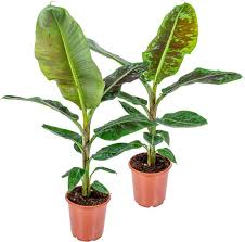 Musa Zwerg Cavendish 21cm