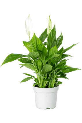 Peace Lily Spath