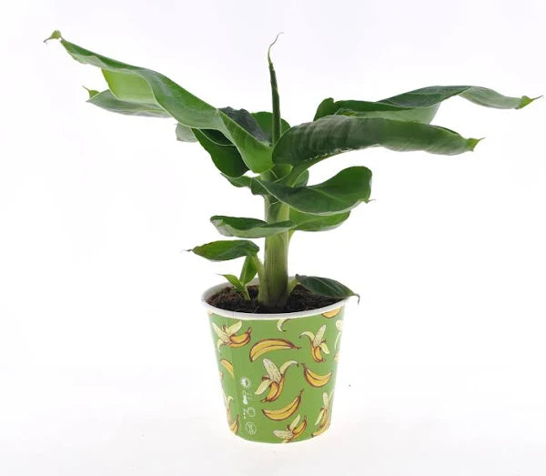 Bird of Paradise (Strelitzia Nicolai)