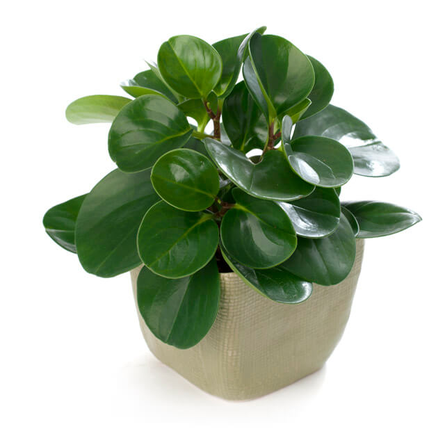 Peperomia Happy-Bean 