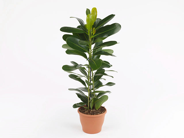 Ficus Smile