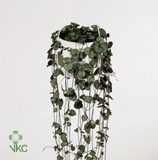 Ceropegia Woodii (chain of hearts )