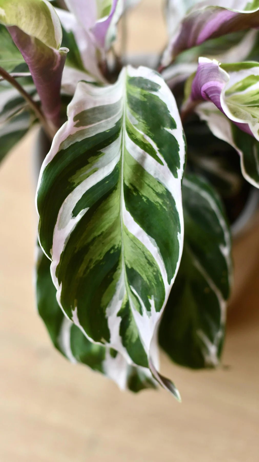 Calathea Fusion White - Artisan Stories