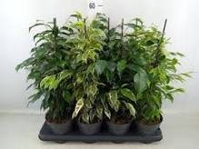 Ficus Benjamina Gemengd 
