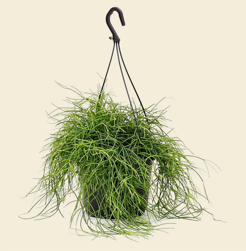 RHIPSALIS hanging plant