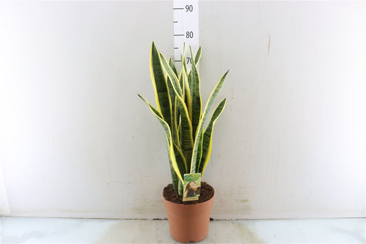 Sansevieria ( Snake Plant ) - Artisan Stories