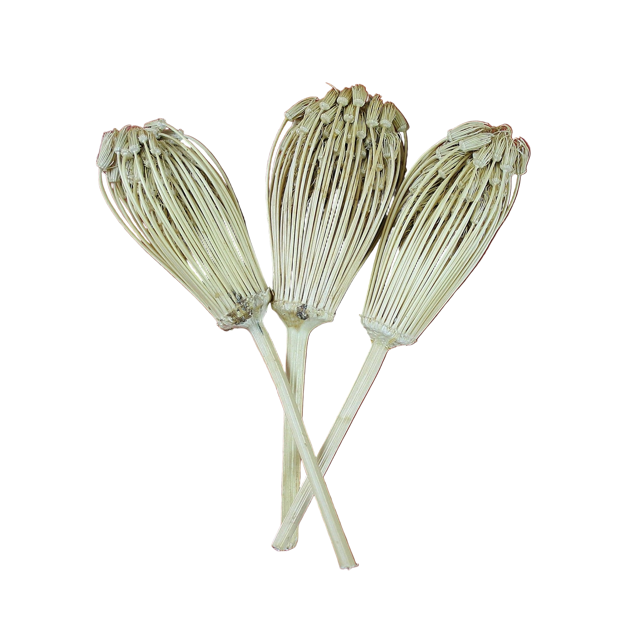 Zahnstocherblume