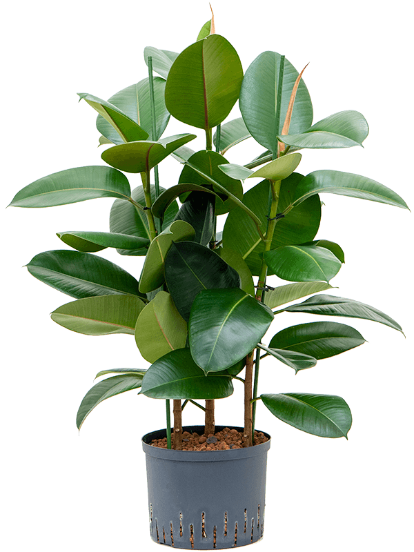 Ficus Robusta