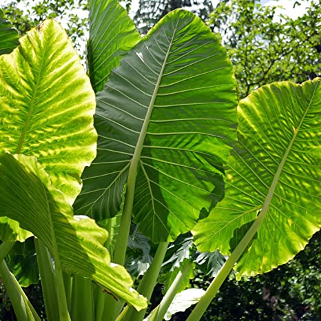 Alocasia Macrorrhizos (Riesen-Taro)