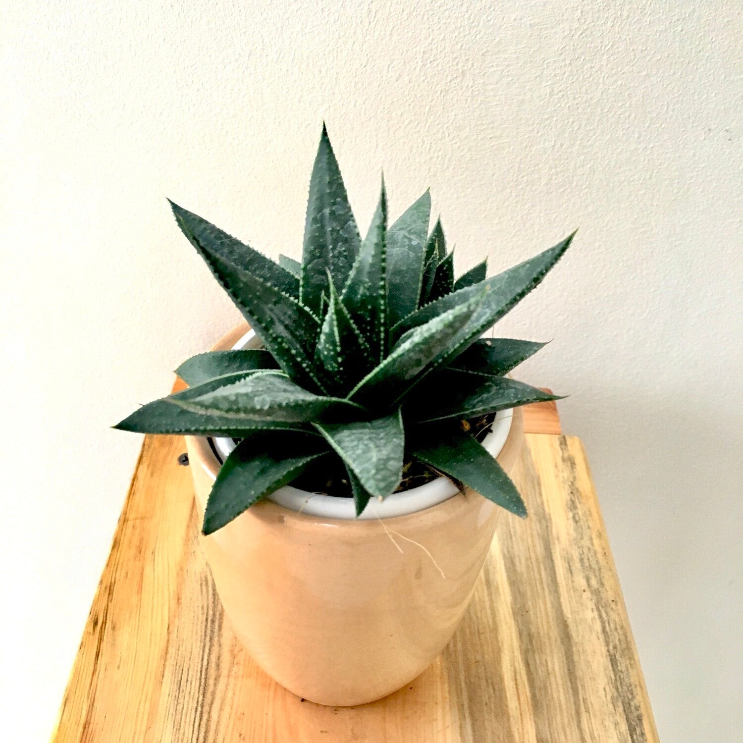 Aloe Vera - Artisan Stories