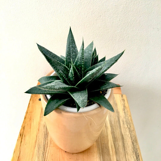 Aloe Vera - Artisan Stories