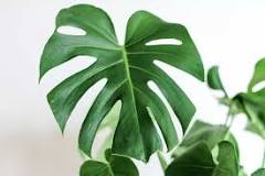 Monstera Deliciosa - Artisan Stories