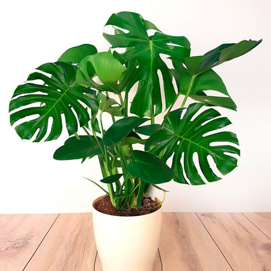 Monstera Deliciosa - Artisan Stories