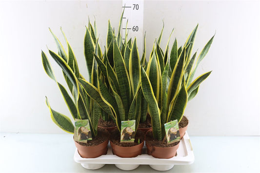 Sansevieria ( Snake Plant ) - Artisan Stories